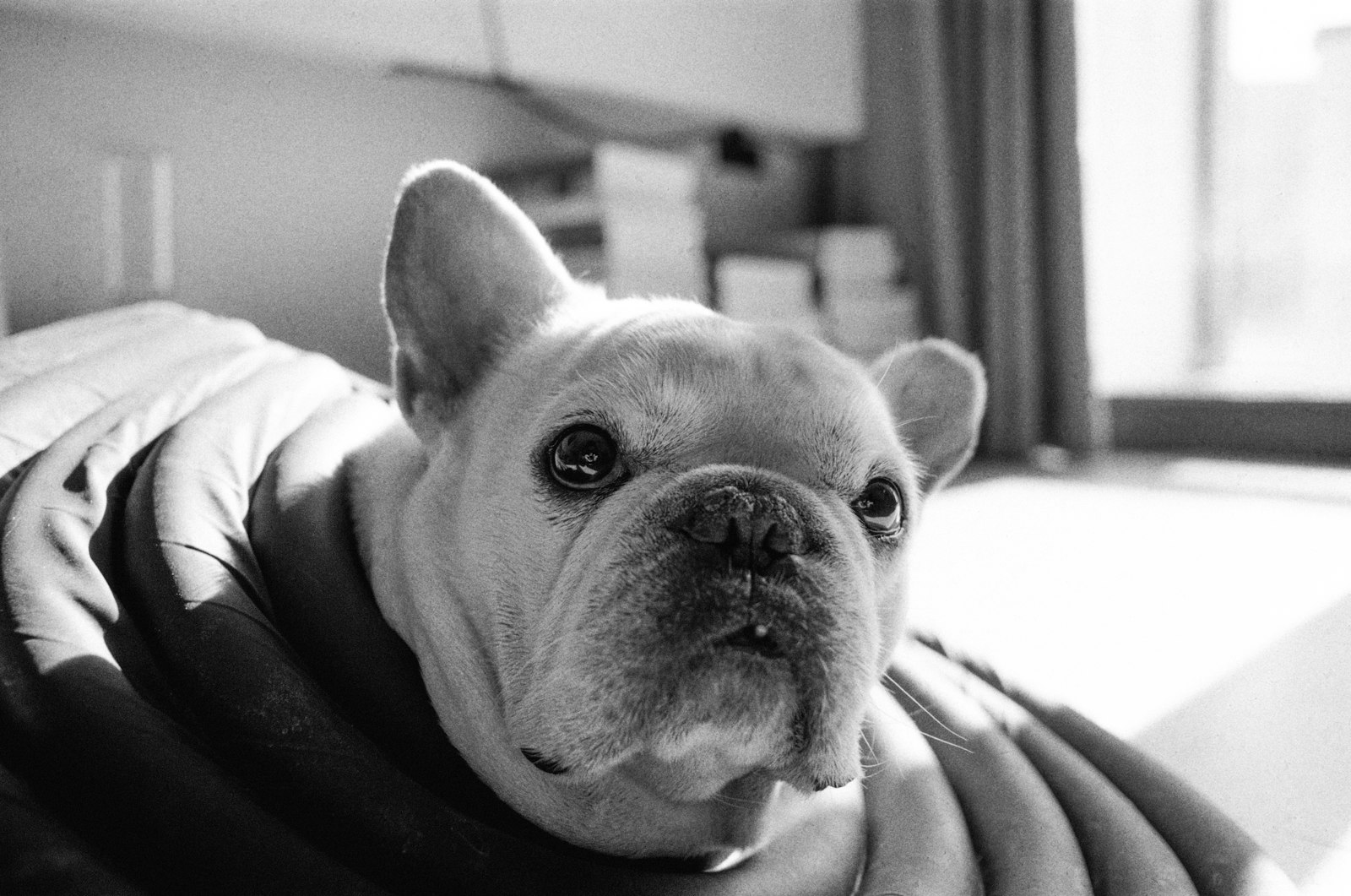French Bulldogs and Everyday Health Concerns: What Walnut Creek Owners Should Know