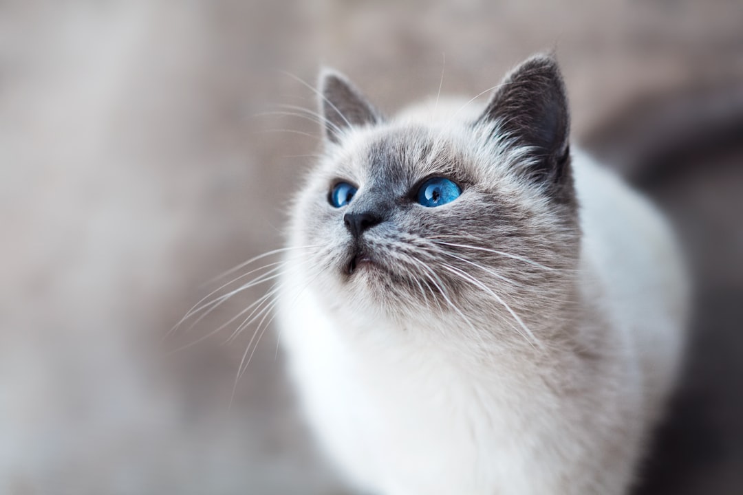 Ragdoll Cats in Walnut Creek: Temperament, Care, and Health Issues Owners Should Know
